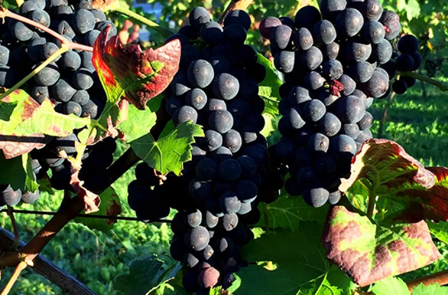 Weinprobe online