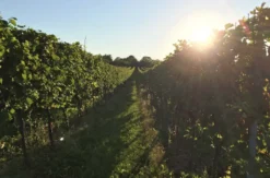 Weinprobe online