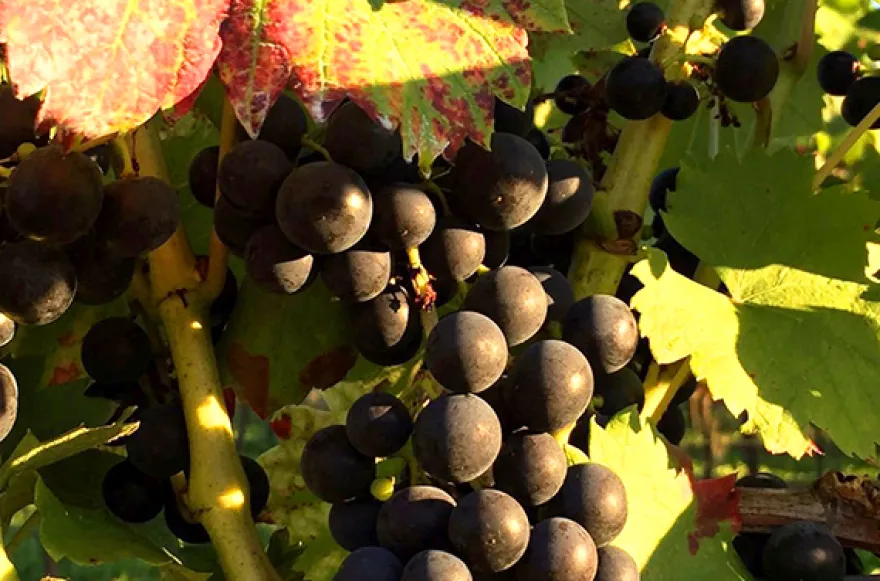 Weinprobe online