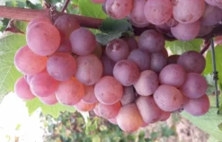 Weinreise Mesenich für 2 (2 Nächte)