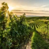 Weinreise Nebra für 2 (2 Nächte)