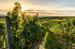 Weinreise Nebra für 2 (2 Nächte)