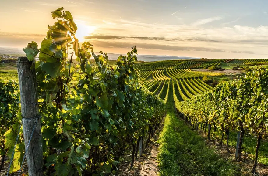 Weinreise Nebra für 2 (2 Nächte)