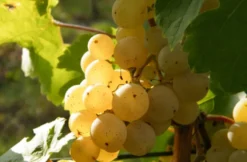 Weinseminar für Einsteiger