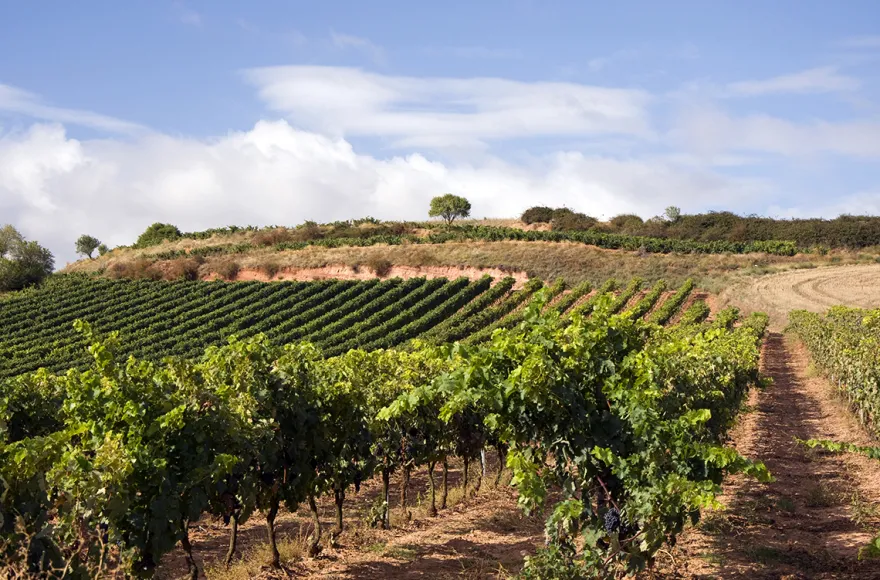 Weinseminar für Einsteiger Basel
