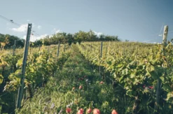 Weinseminar für Einsteiger Markt Nordheim
