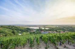 Weinseminar Rotkäppchen Erlebniswelt Freyburg