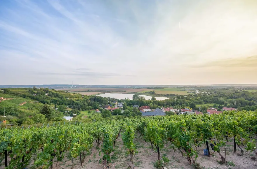 Weinseminar Rotkäppchen Erlebniswelt Freyburg