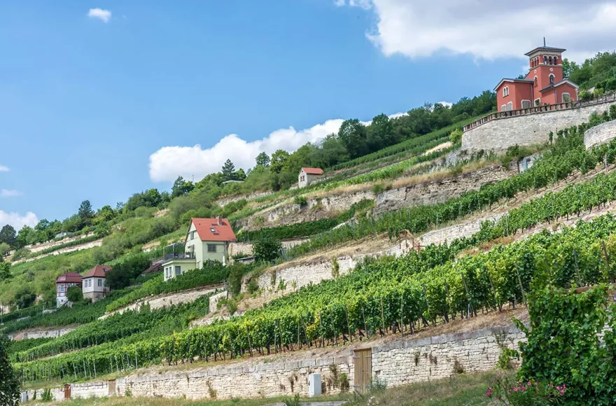 Weinseminar Rotkäppchen Erlebniswelt Freyburg
