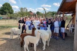 Weintasting auf der Alpakaweide
