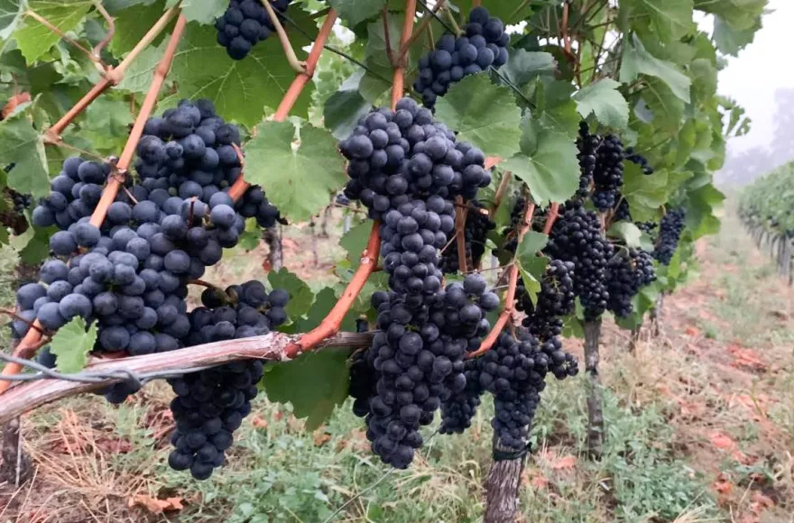 Wein Tasting München (Grill Schmankerl)