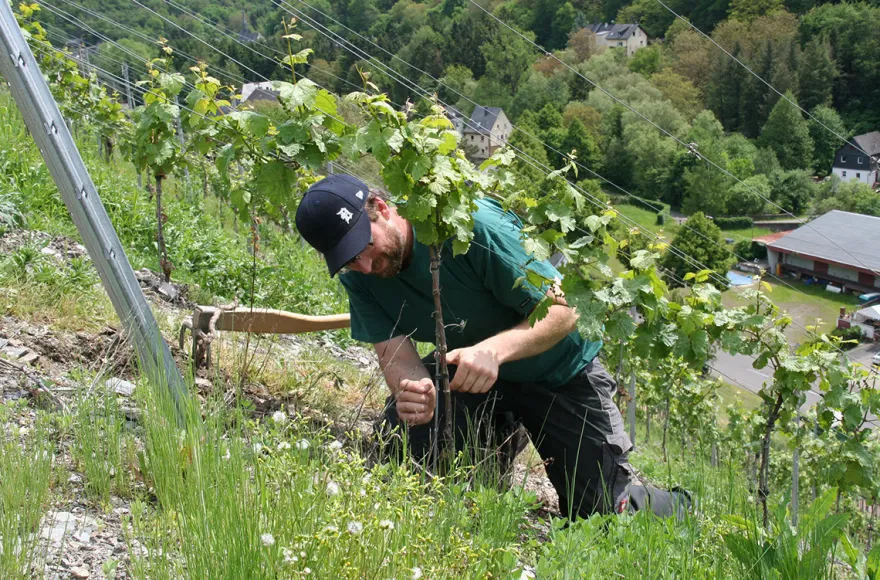 Weinverkostung für 2 Enkirch