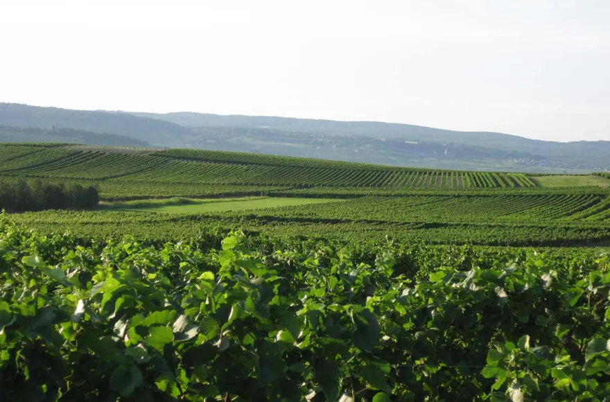 Weinverkostung mit Übernachtung in Rheinhessen für 2