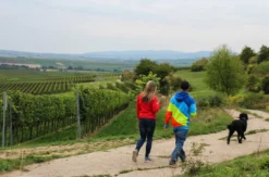 Weinwanderung Flörsheim-Dalsheim