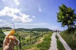 Weinwanderung Flörsheim-Dalsheim