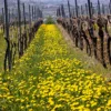 Weinwanderung Ingelheim am Rhein für 2 (2,5 Std.)
