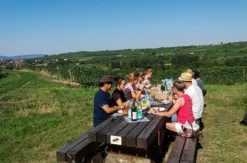 Weinwanderung Ingelheim am Rhein für 2 (2,5 Std.)