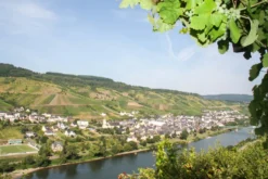 Weinwanderung mit Verkostung Reil