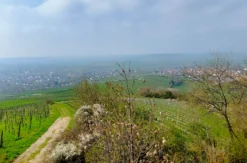 Weinwanderung Rheinhessen