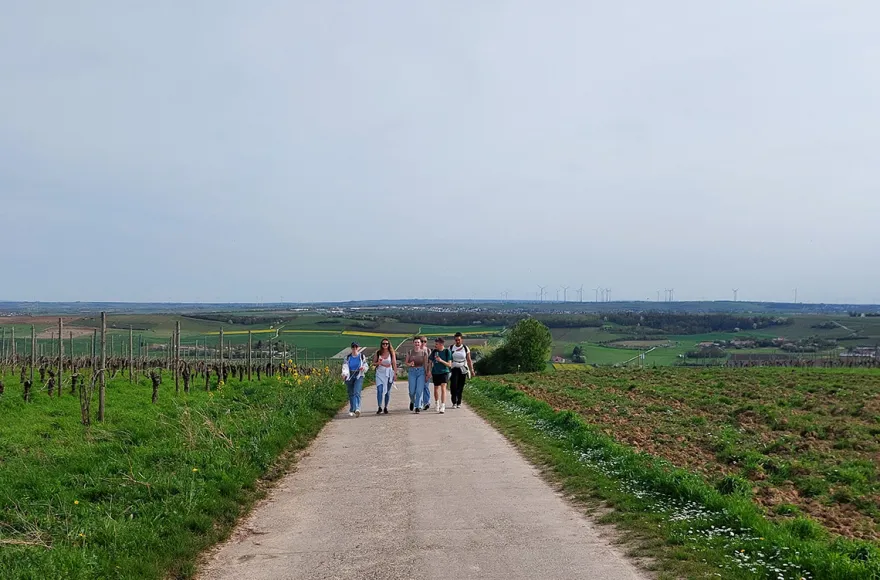 Weinwanderung Rheinhessen