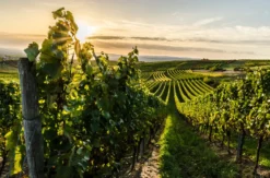 Weinwanderung Schriesheim (Kräuter und Wein)
