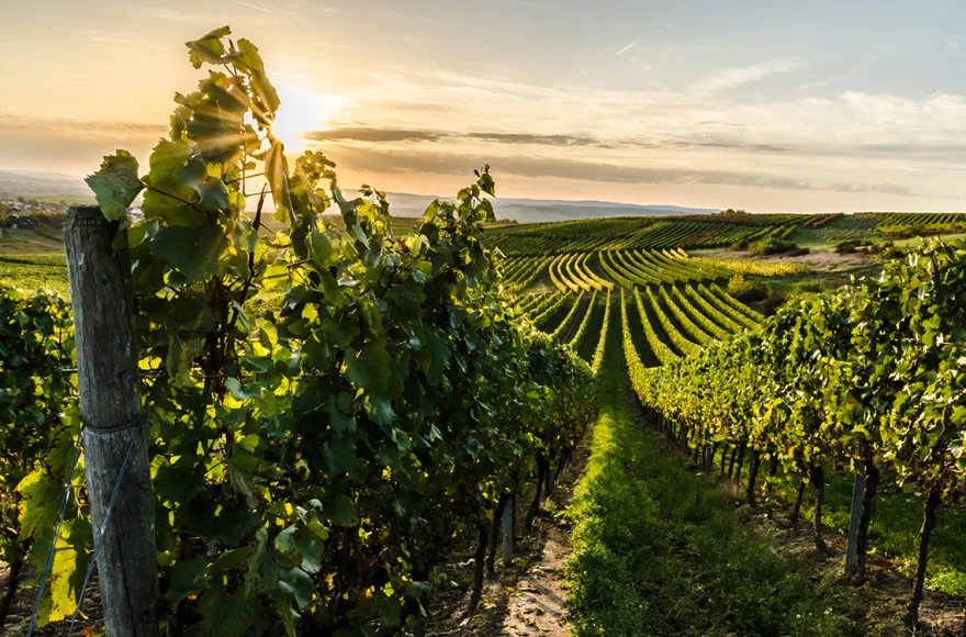 Weinwanderung Schriesheim (Kräuter und Wein)