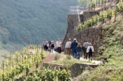 Weinwanderung und Schifffahrt auf der Mosel