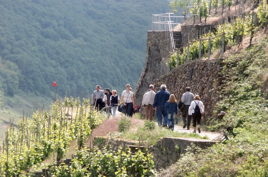 Weinwanderung und Schifffahrt auf der Mosel