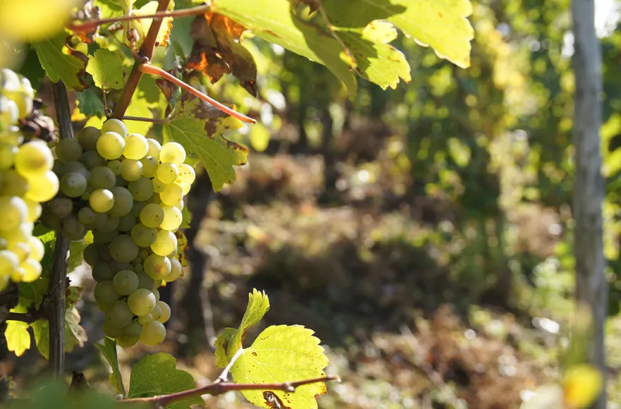 Weinwanderung und Schifffahrt auf der Mosel Cochem