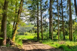 Wellnessurlaub Drachselsried für 2 (1 Nacht)