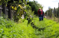 Wildkräuter Kurs Jüchen