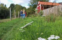 Wildkräuter Kurs Jüchen