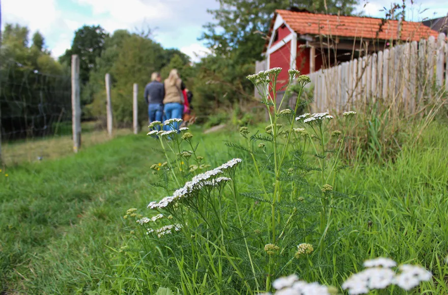 Wildkräuter Kurs Jüchen