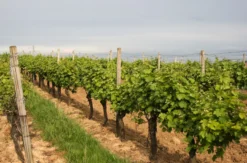 Wildkräuterwanderung durch die Weinberge Worms