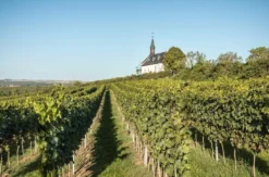 Wildkräuterwanderung durch die Weinberge Worms