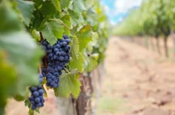 Wine & Dine Osthofen