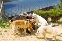 Wolfhundekuschelstunde Büren