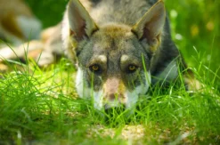 Wolfhundekuschelstunde Büren