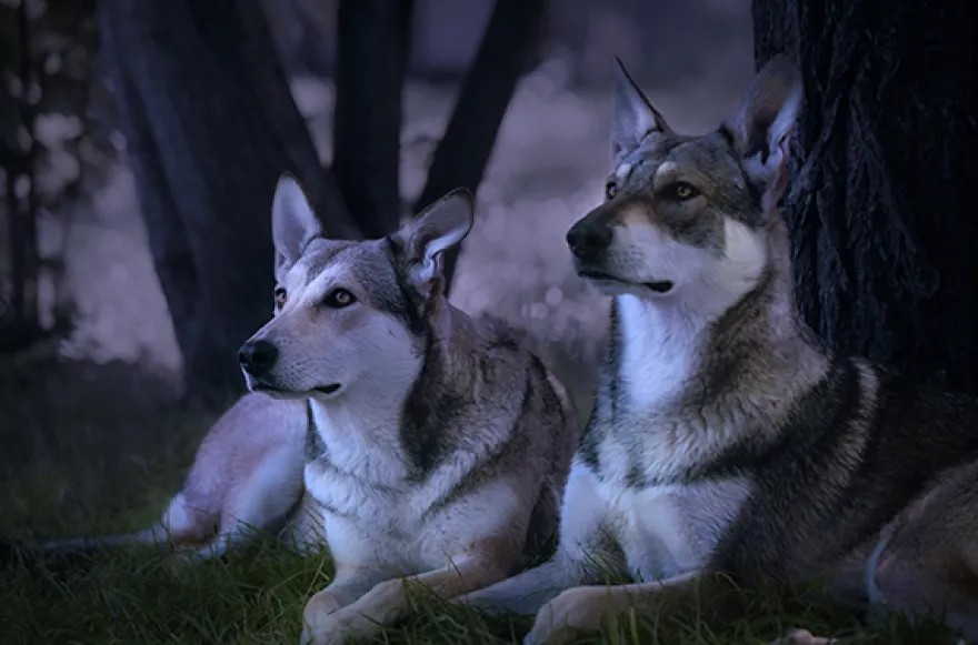 Wolfhunde Mondscheinwanderung in Büren