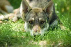 Wolfhundepfleger Büren (3 Std.)