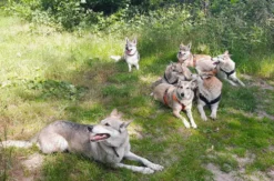 Wolfhundepfleger Büren (3 Std.)