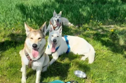 Wolfhundepfleger Büren (3 Std.)