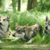 Wolfhund Trekking Büren
