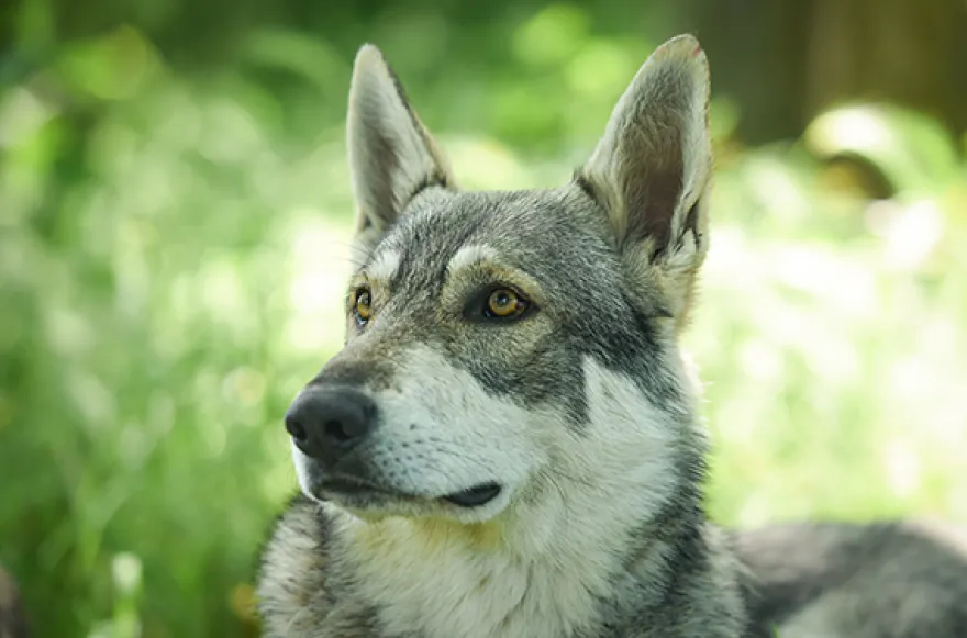 Wolfhund Trekking Büren