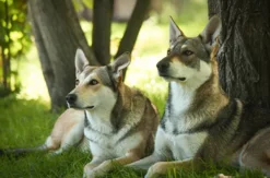 Wolfhund Trekking Büren