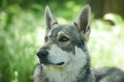 Wolfshund Schnuppertour