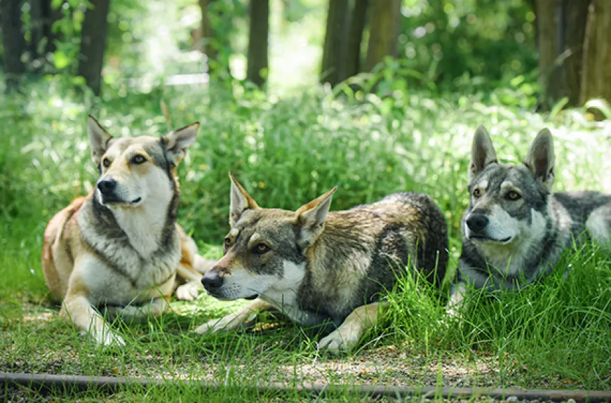 Wolfshund Schnuppertour