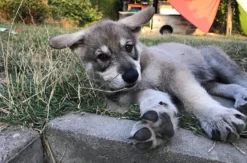 Wolfshund Schnuppertour