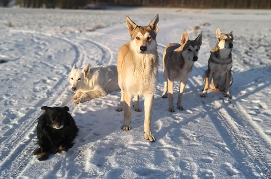 Wolfshund Schnuppertour