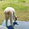 Yoga auf Alpaka Weide Neckargerach